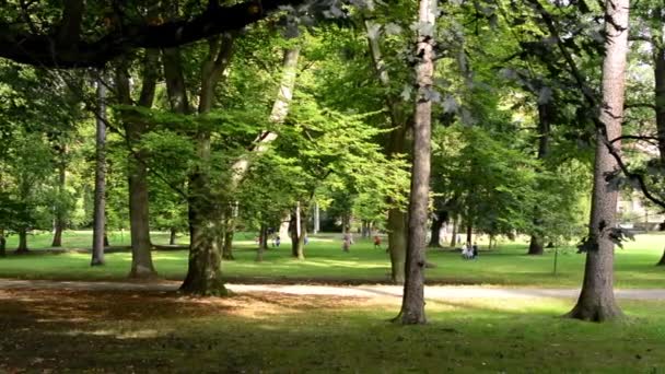 Park (forest) - trees - group of children in the background - Materiał filmowy, wideo