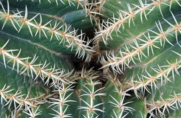 Golden Barrel Kaktus piikikäs piikkejä löytyy luonnosta, valikoiva keskittynyt - Valokuva, kuva