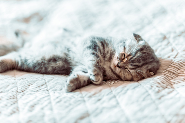 Le chat gris se détend et rêve sur un lit
 - Photo, image
