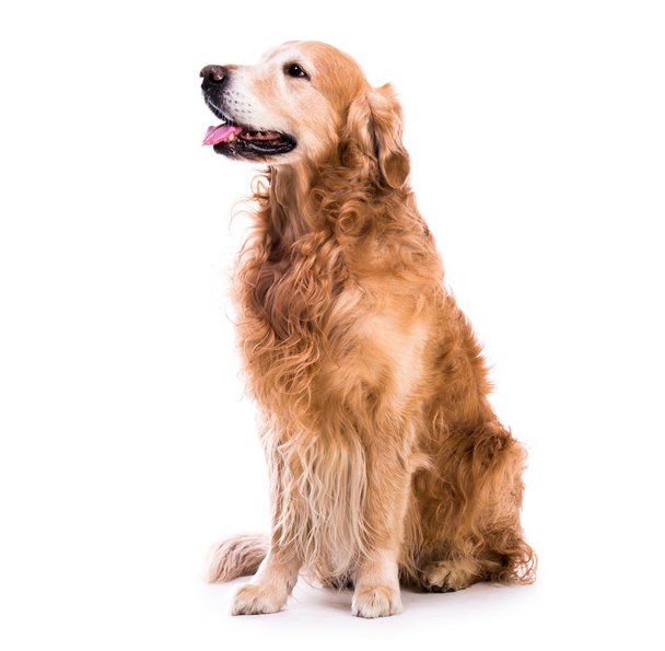 Golden retriever perro acostado
 - Foto, Imagen