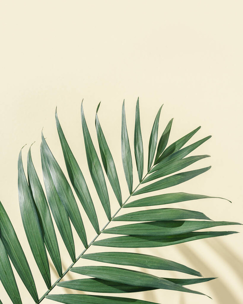 Natural green palm leaf with sun shade on light yellow. Summer minimal concept, beautiful daylight - Fotoğraf, Görsel