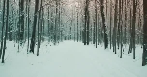 暗い森林公園の雪の冬の道は、カメラがスムーズに進む - 映像、動画