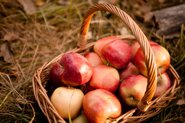 Maçãs maduras maçãs na cesta
 - Foto, Imagem