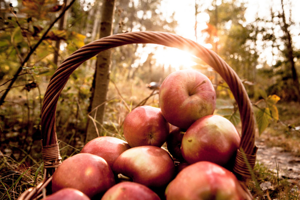 Manzanas maduras en cesta
 - Foto, imagen