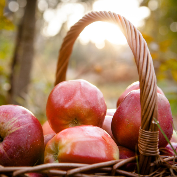 Manzanas maduras en cesta
 - Foto, Imagen