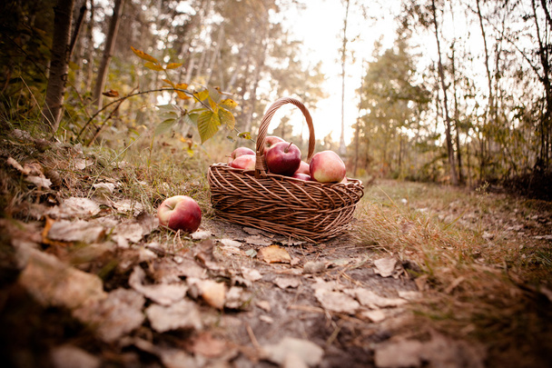 Mele mature mele nel cestino
 - Foto, immagini