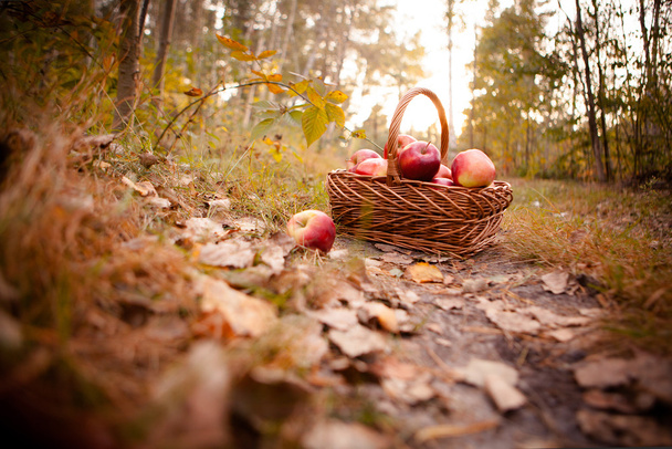 Manzanas maduras en cesta
 - Foto, imagen
