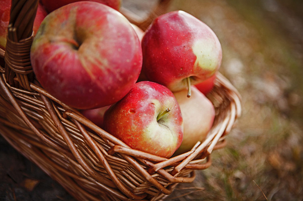 Ripe apples apples in basket - Photo, Image