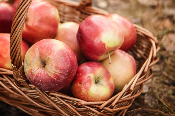 Ripe apples apples in basket - 写真・画像