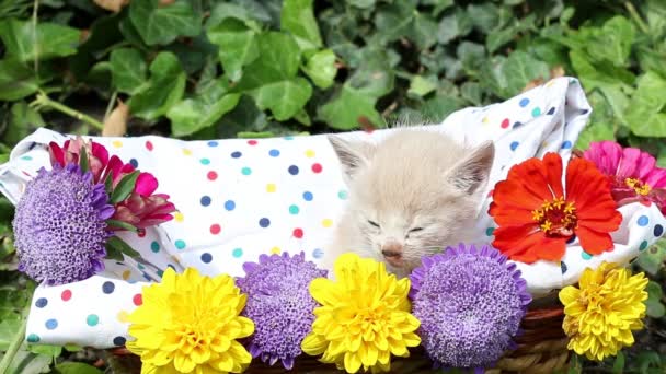 gatito soñoliento en cesta
 - Metraje, vídeo
