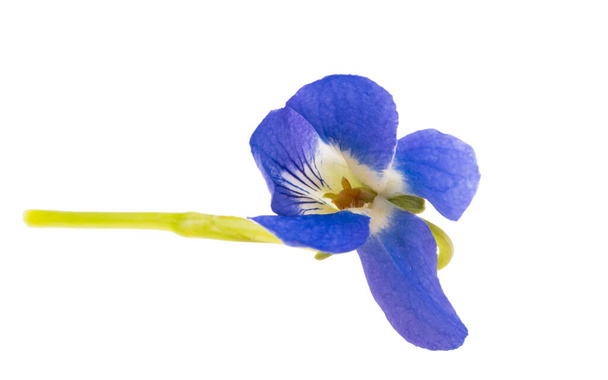 фиолетовые цветы, выделенные на белом фоне  - Фото, изображение