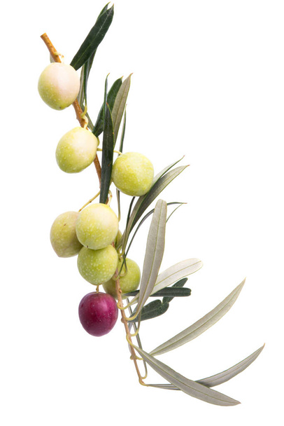 Oliivipuun oksa valkoisella pohjalla olevilla oliiveilla - Valokuva, kuva