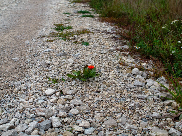 kwiat rósł wśród kamieni, na poboczu drogi - Zdjęcie, obraz