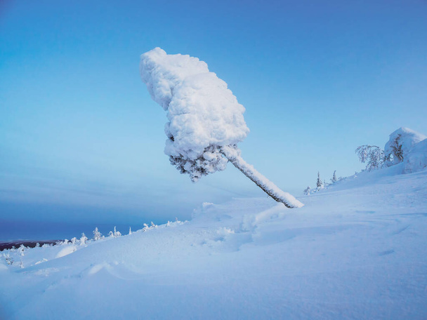 La silueta mágica extraña del abeto es enyesada con la nieve al fondo azul frío del amanecer. Árbol de helados. Cuento de hadas místico en la montaña de invierno. Nieve cubierta abeto de Navidad en la ladera de la montaña - Foto, imagen