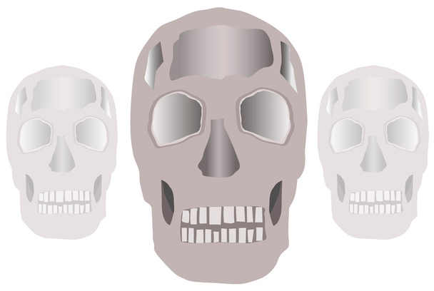 Modèle crâne sur fond blanc illustration vectorielle
 - Vecteur, image