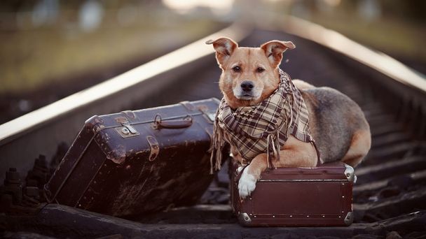 Собака на рельсах с чемоданами
. - Фото, изображение