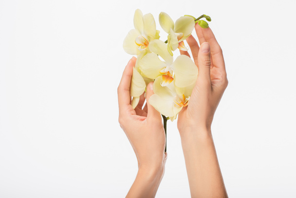 Teilansicht weiblicher Hände mit Orchideenzweig isoliert auf weiß - Foto, Bild