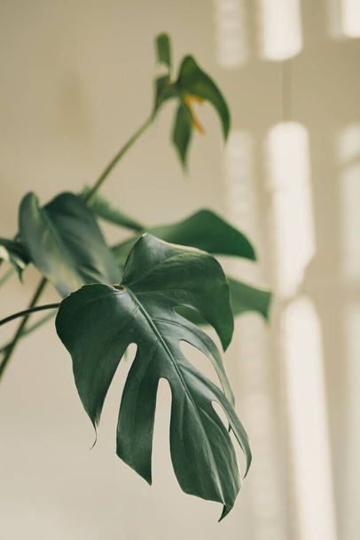 Nahaufnahme Foto von Monstera Zimmerpflanze. Blatt von Monstera mit weißer Wand und Sonnenlicht Hintergrund - Foto, Bild