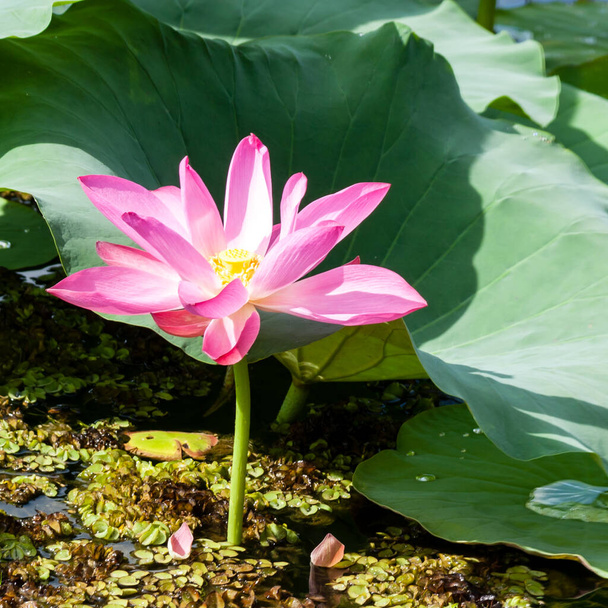 Wild lotus flower (Nelumbo nucifera) in bloom. Australia - Foto, imagen