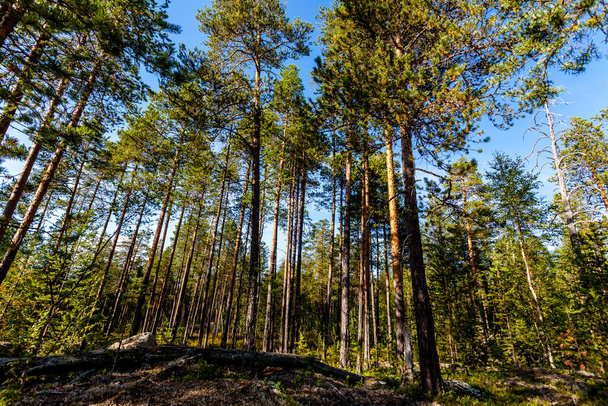Pine forest on a sunny summer day. Karelia, Russia - Photo, Image