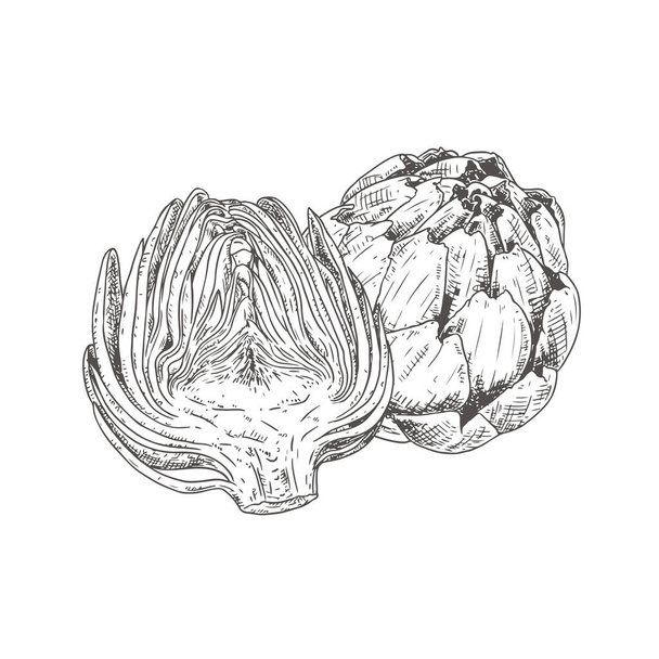 Hand drawn fresh artichoke. Whole artichoke and cut in half. Vector illustration isolated on white background. - Vector, imagen