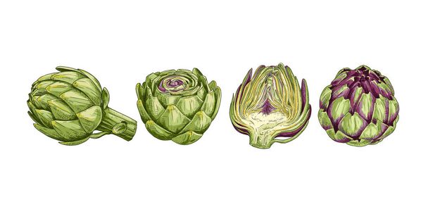 Hand drawn fresh whole artichoke and cut in half. View from different angles. Vector illustration isolated on white background. - Vettoriali, immagini