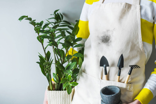 Unrecognizable female holding flowerpot zamioculcas and tools for transplanting houseplants on a gray background. High quality photo - Photo, Image