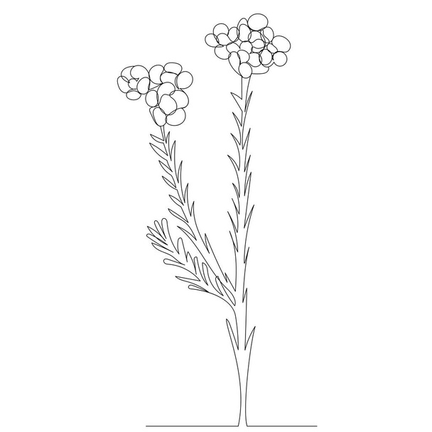 flower drawing in one line, outline, vector, isolated - ベクター画像