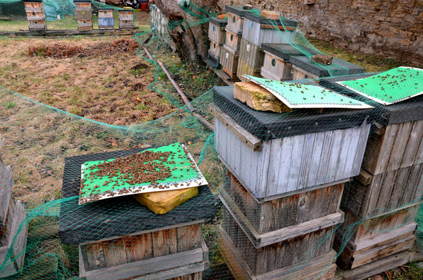 Schlechte Ernte bedeutet Bienenmangel. Die Bienen blieben bei der Inspektion in Schichten auf dem Stock des Bienenstocks liegen. Imkerhand zeigt Winterschäden. Befallene Milben sterben. Ein häufiger Grund für das Aussterben - Foto, Bild