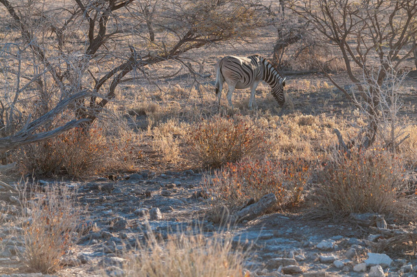 Een zebra in Etosha - Foto, afbeelding