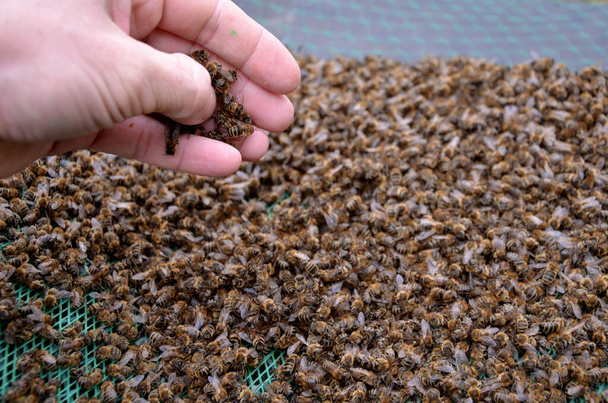 Werden Bienen durch Spechte gestört oder von Milben befallen, können sie sterben. Pestizide können ein häufiger Grund sein, oder schlechte Fütterung und Verteilung der Zuckerbestände. Imker zeigt Haufen toter Bienen - Foto, Bild