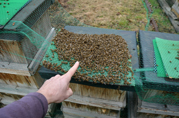 mala cosecha significa falta de abejas. Las abejas permanecieron muertas en capas sobre la caña de la colmena de las almohadillas durante la inspección. mano de apicultor muestra daño de invierno. ácaros infestados mueren. Una razón común extinciones - Foto, imagen