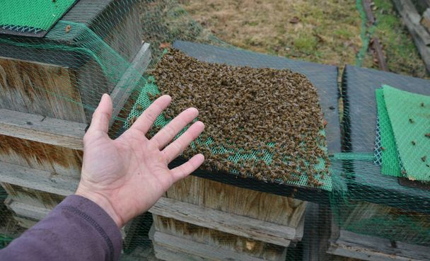 Werden Bienen durch Spechte gestört oder von Milben befallen, können sie sterben. Pestizide können ein häufiger Grund sein, oder schlechte Fütterung und Verteilung der Zuckerbestände. Imker zeigt Haufen toter Bienen - Foto, Bild