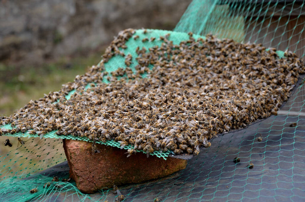 Huono sato tarkoittaa mehiläisten puutetta. Mehiläiset pysyivät kuolleina makaamassa kerroksittain tyynyjen pesän kepin päällä tarkastuksen aikana. Mehiläishoitaja käsi näyttää talvivaurioita. saastuneet punkit kuolevat. Yleinen syy sukupuuttoon - Valokuva, kuva