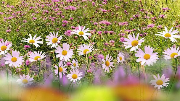 春カモミールホワイトピンクイエローデイジー野生のフィールドの緑の草と野生の花夏の自然花の背景テンプレート - 写真・画像
