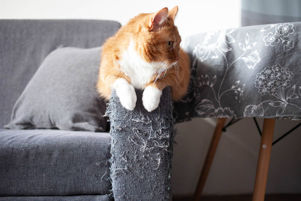 an adult red cat sits on the handle of a gray matting sofa, spoiled by claws. raising pets - Φωτογραφία, εικόνα