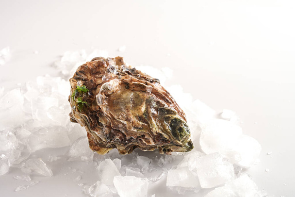 Closed oyster on crushed ice, fresh from fish market, light background with copy space, selected focus, narrow depth of field - Photo, image