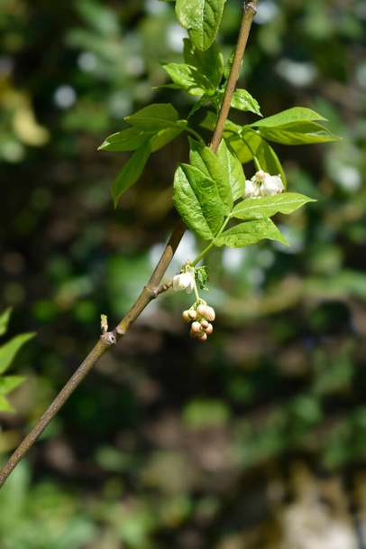 Европейский цветочный бутон благовонного ореха - латинское название - Staphylea pfallata - Фото, изображение