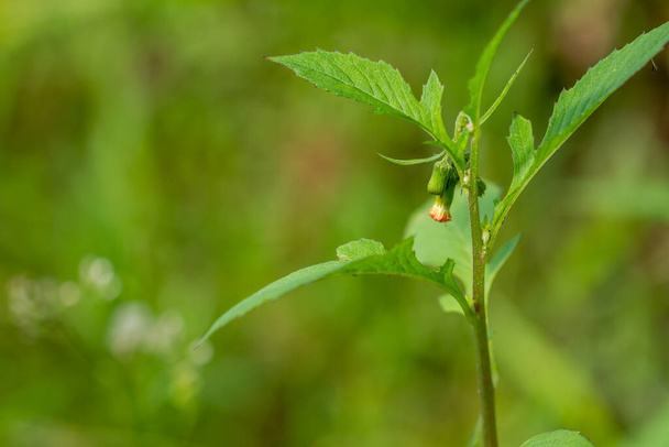 Crassocephalum crepidioides, ook wel ebolo, dikkop, roodbloemige ragleaf, of fireweed genoemd, is een rechtopstaande jaarlijkse licht sappige kruid, wazig groen gebladerte achtergrond - Foto, afbeelding