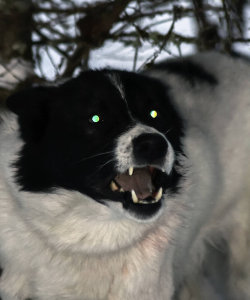 Собака с горящими глазами агрессивно лает в сумерках. Местный аборигенный пес мигает глазами и эмоционально лает в сторону.  - Фото, изображение