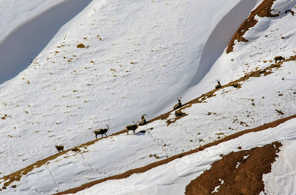Herd van wilde steenbok op besneeuwde berghelling. Groep Siberische berggeiten van verschillende leeftijden tijdens de dageraad.  - Foto, afbeelding