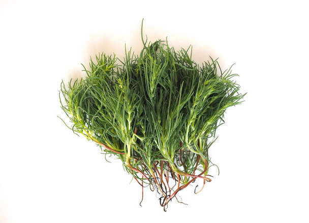 agretti (vědecký název Salsola soda, také znám jako saltwort, ruská bodláčí nebo barilla rostlina) vegetariánská strava - Fotografie, Obrázek