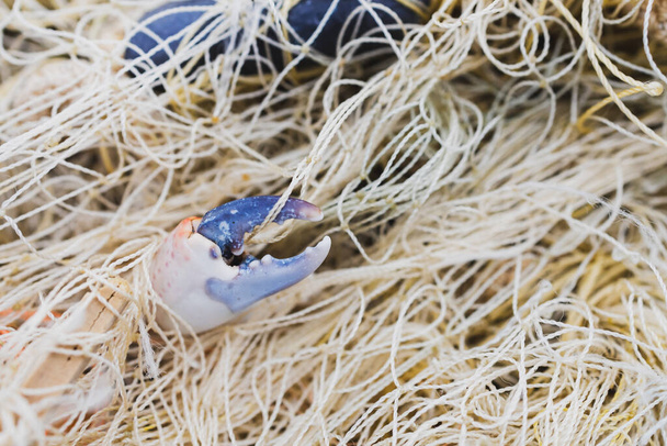 Bir yengeç balık ağına dolanmış, pençesi ağdan dışarı sarkıyor. Denizde unutulmuş balık ağları - Fotoğraf, Görsel