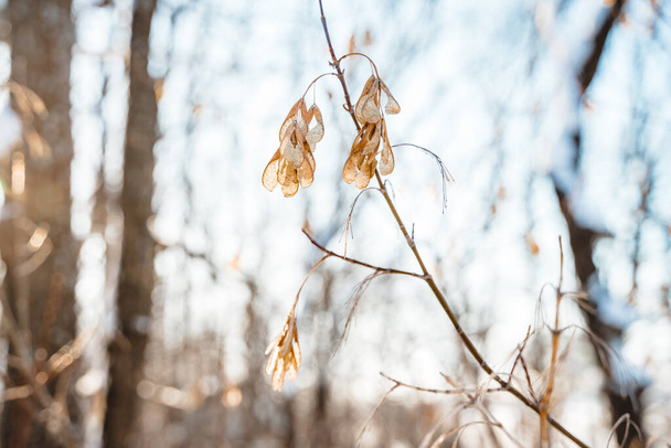 Замороженные кленовые семена на ветке морозным утром зимой - Фото, изображение