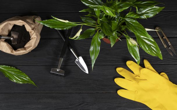 Φυτά σπορόφυτα σε τύρφη και εργαλεία κηπουρικής σε σκούρο ξύλινο φόντο - Φωτογραφία, εικόνα