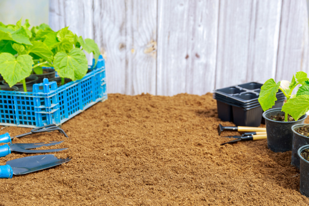 Plastik bardaklarda salatalık tohumları ve mavi bir kutuda, bahçe aletleri ve yeni kasetler tahta arka plandaki turbada duruyor. Metin için yer. - Fotoğraf, Görsel