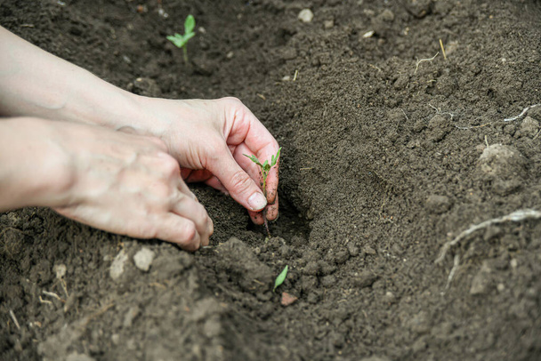 Жінка саджає розсаду помідорів в землю
. - Фото, зображення
