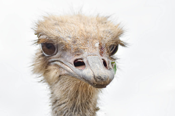 De neusgaten van een struisvogel komen van dichtbij. Het hoofd van een struisvogel kijkt in de verte. - Foto, afbeelding