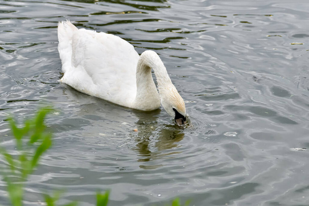 Een witte zwaan zwemt in een vijver in een park en steekt zijn kop in het water op zoek naar voedsel en voedsel. - Foto, afbeelding