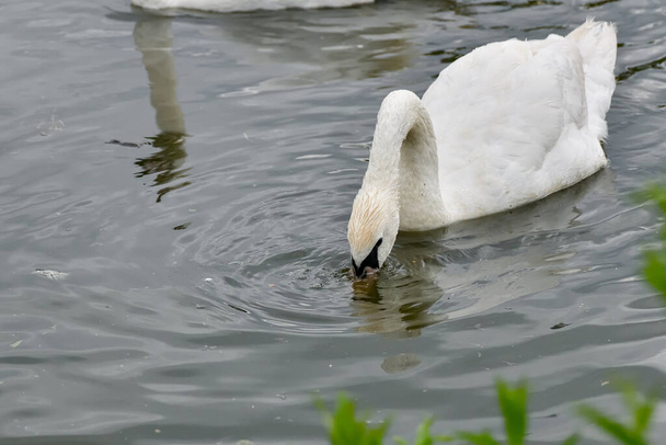 Een witte zwaan zwemt in een vijver in een park en steekt zijn kop in het water op zoek naar voedsel en voedsel. - Foto, afbeelding